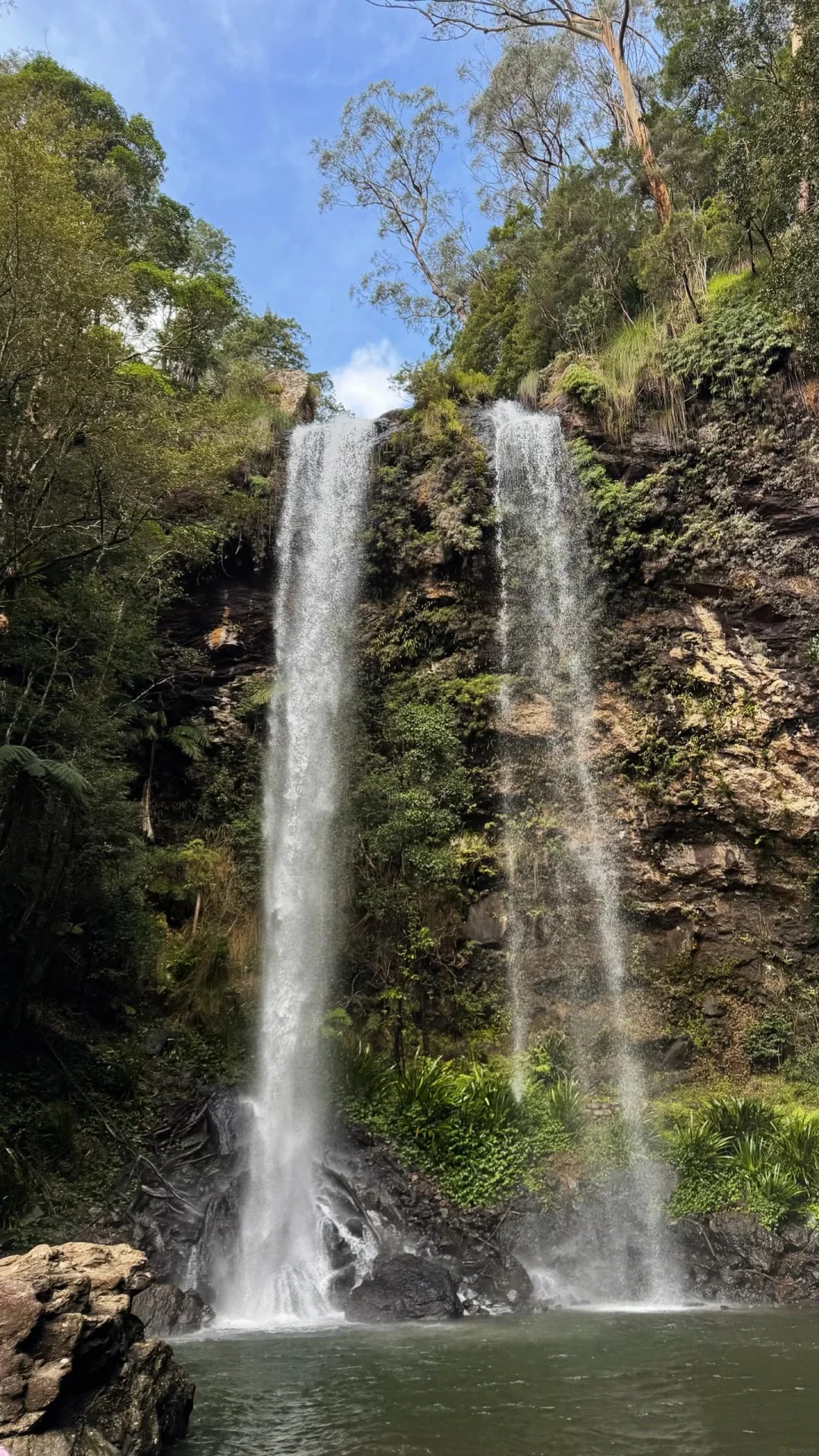 Twin Fall (Springbrook National Park) — hero