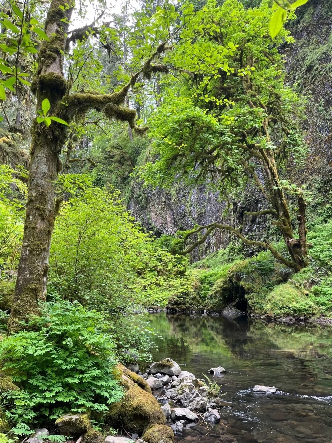 Abiqua Falls — photo 2