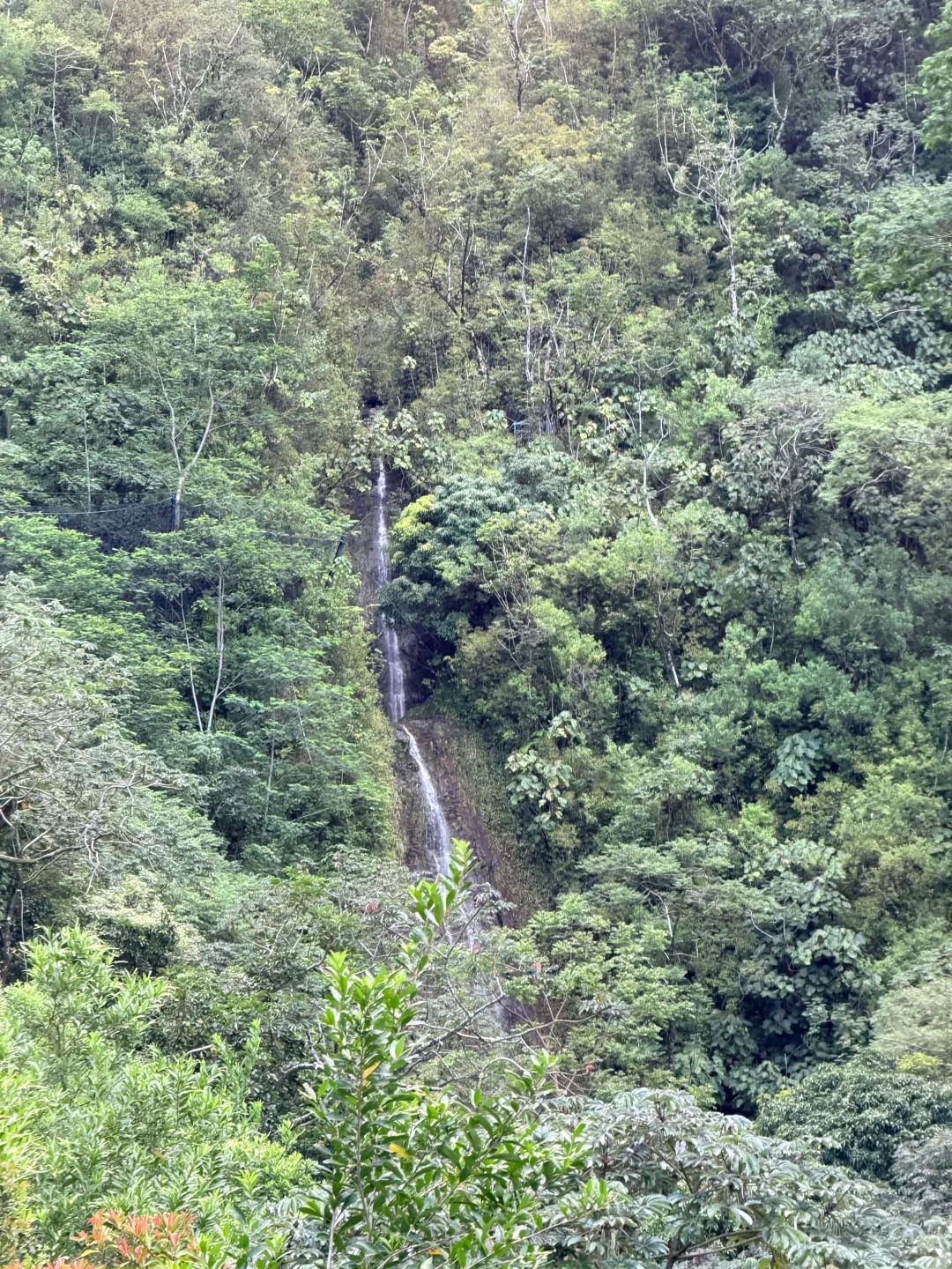 Manoa Falls