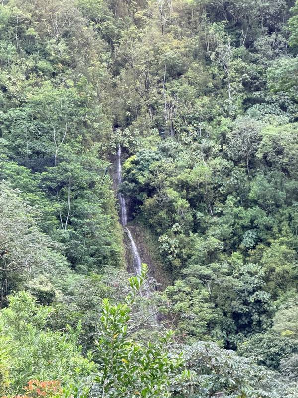 Manoa Falls
