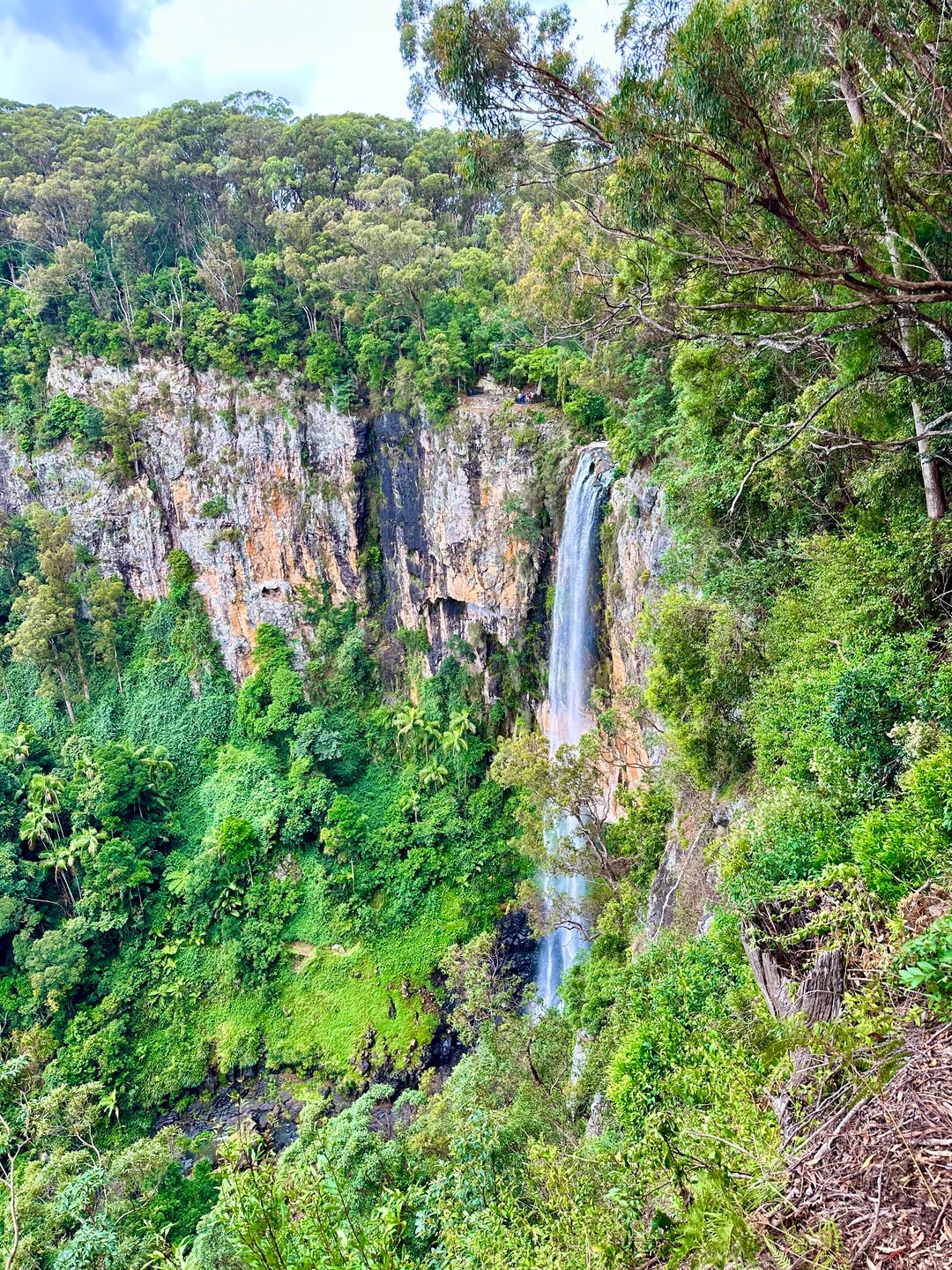 Springbrook Falls (Purling Brook)