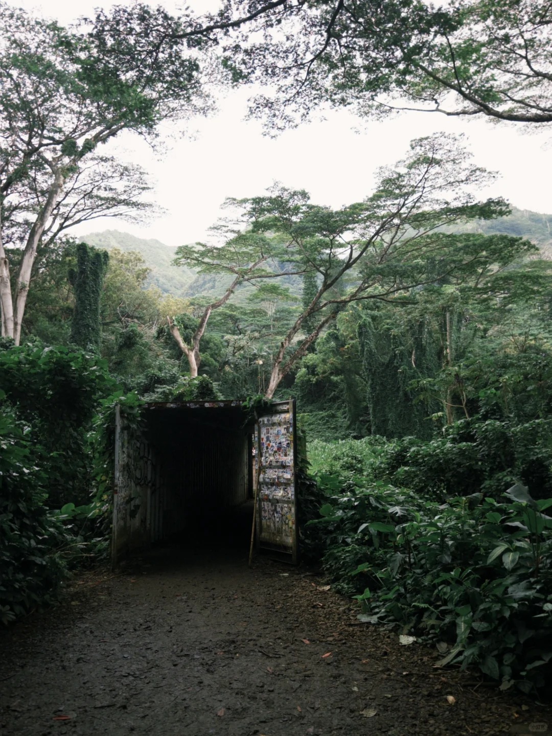 Manoa Falls